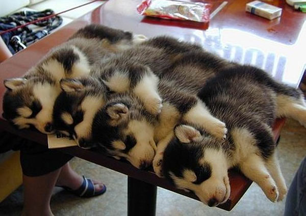 husky cute puppies