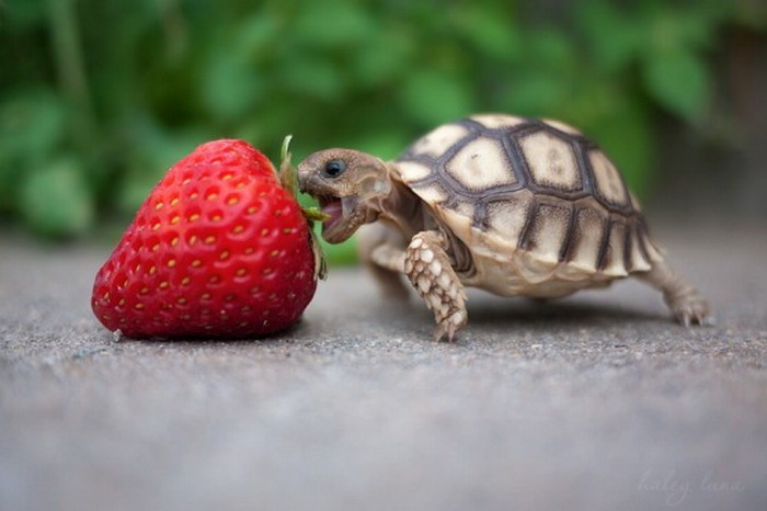 [Image: baby-turtle-eats-strawberry-big.jpg]