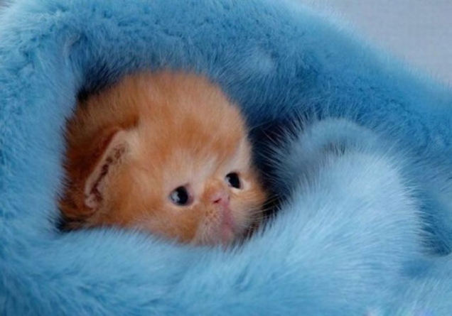 Cozy kitten - Teh Cute