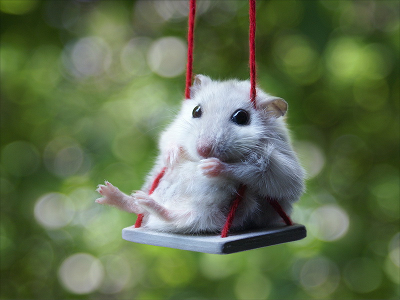 hamster-on-a-swing-big.jpg