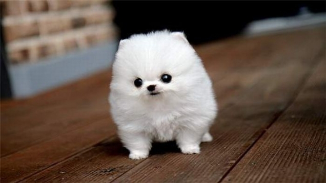 Is This A Kitten Or A Puppy? - Teh Cute