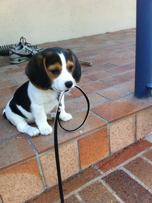 beagle-puppy-wants-to-go-for-a-walk.jpg