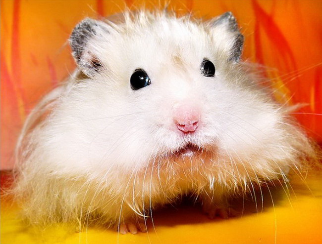 fluffy hamsters