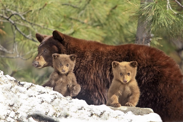Cubs And Bears