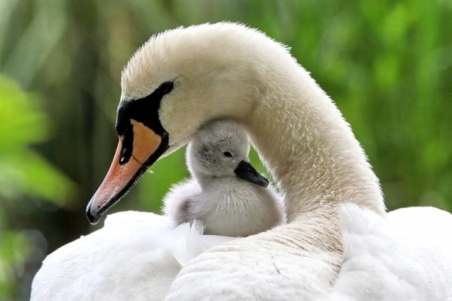 Swan And Babies