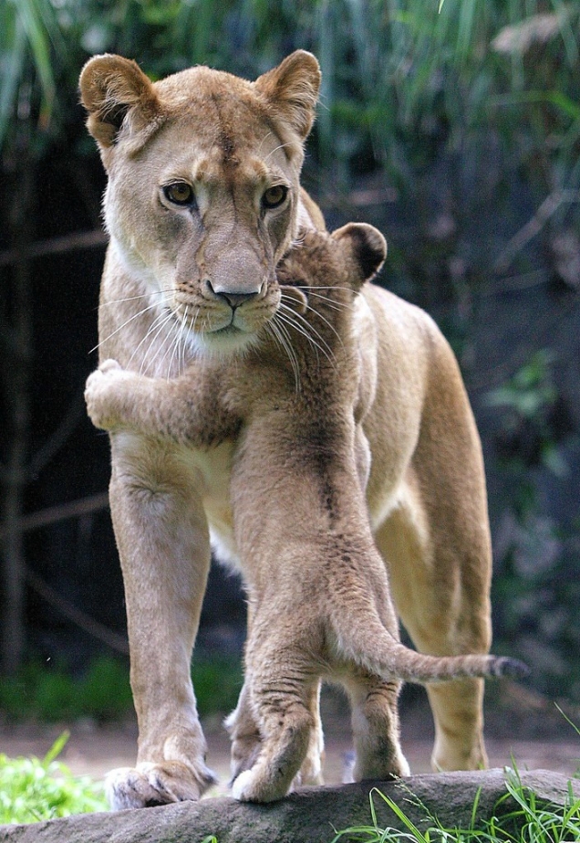 lion-hug.jpg