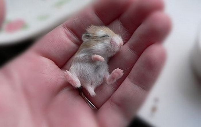 Sleeping mouse - Teh Cute