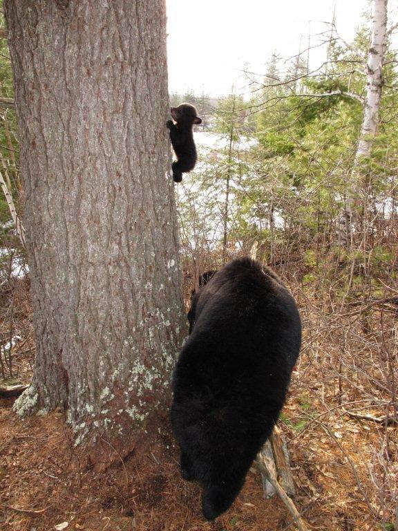 Bear Climbing Tree