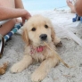 Beach puppy has a stick