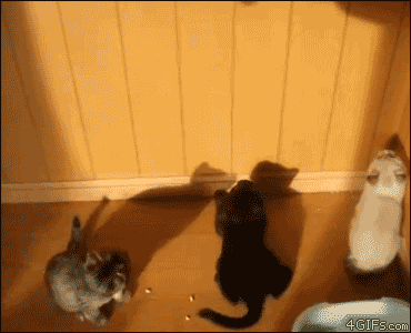 [Image: kittens-jump-for-shadow.jpg]