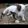 Chick-loving Bull terrier