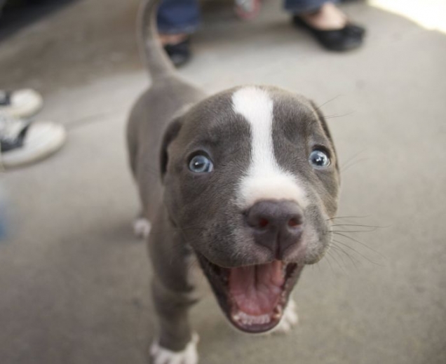 Excited little puppy