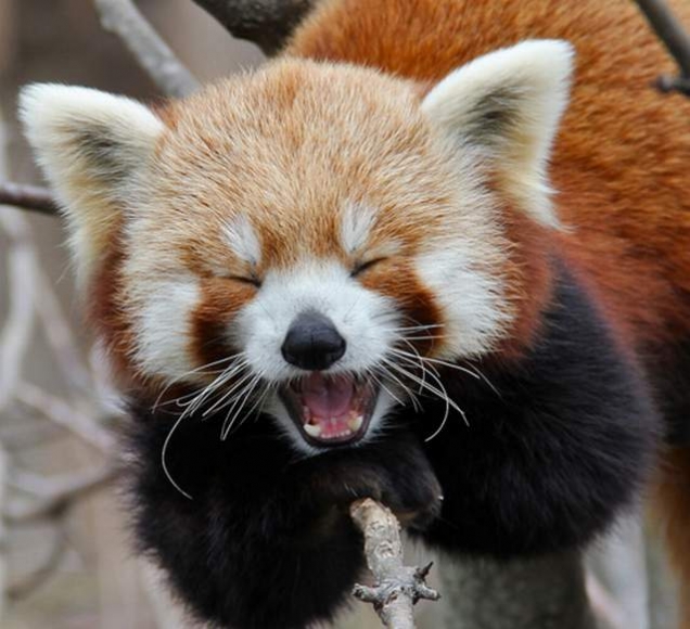 Red panda is very amused