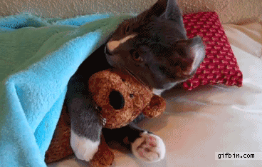 Cat hugs his teddy bear