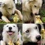 Dog and the little ducklings