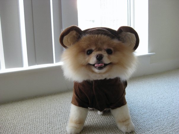 Puppy cosplay