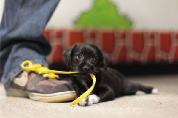 Puppys got shoe laces