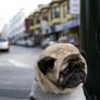 Sad pug is sad