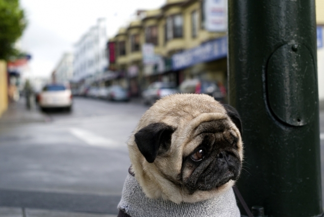 Sad pug is sad