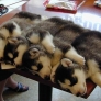 Husky puppies sleeping on a table