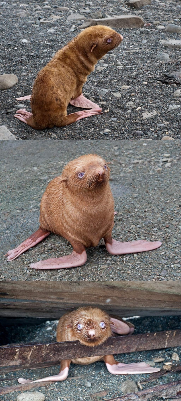 Cute lonely ginger seal puppy