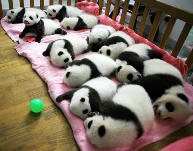 Baby pandas nap time