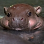 Baby hippo is cute