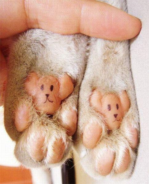 Cats bear feet