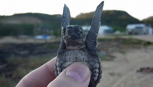 Turtle tries to fly