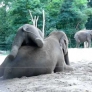 Baby elephant rides his mother