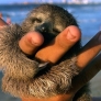 Baby sloth is content