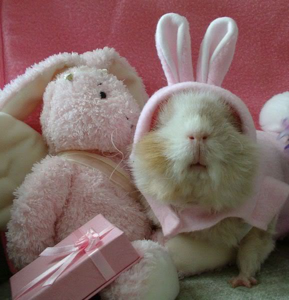 Bunny suited bunny