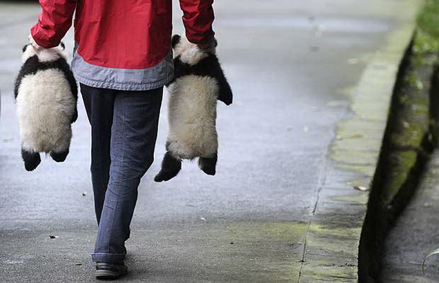 Carrying the pandas