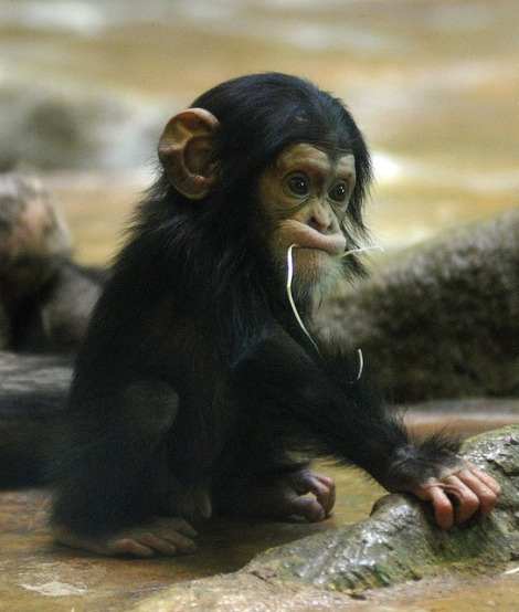 Cute baby chimp
