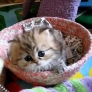 Cute furry kitten