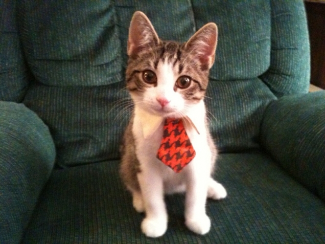 Executive kitten
