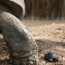Galapagos tortoises - mother and daughter