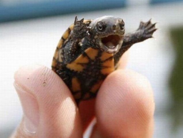 Happy baby turtle is happy