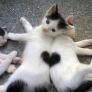 Heart kittens