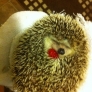 Hedgehog holding a raspberry