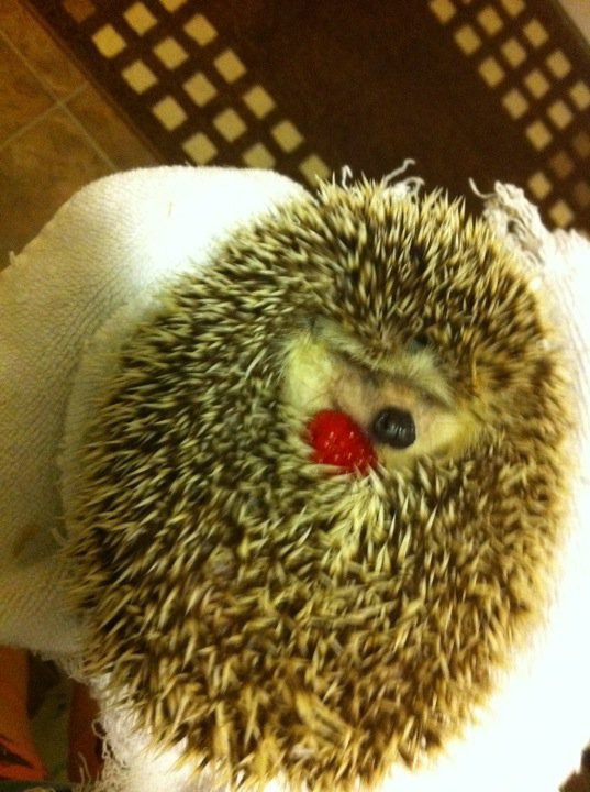 Hedgehog holding a raspberry