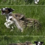 Jack Russell and baby boar are friends