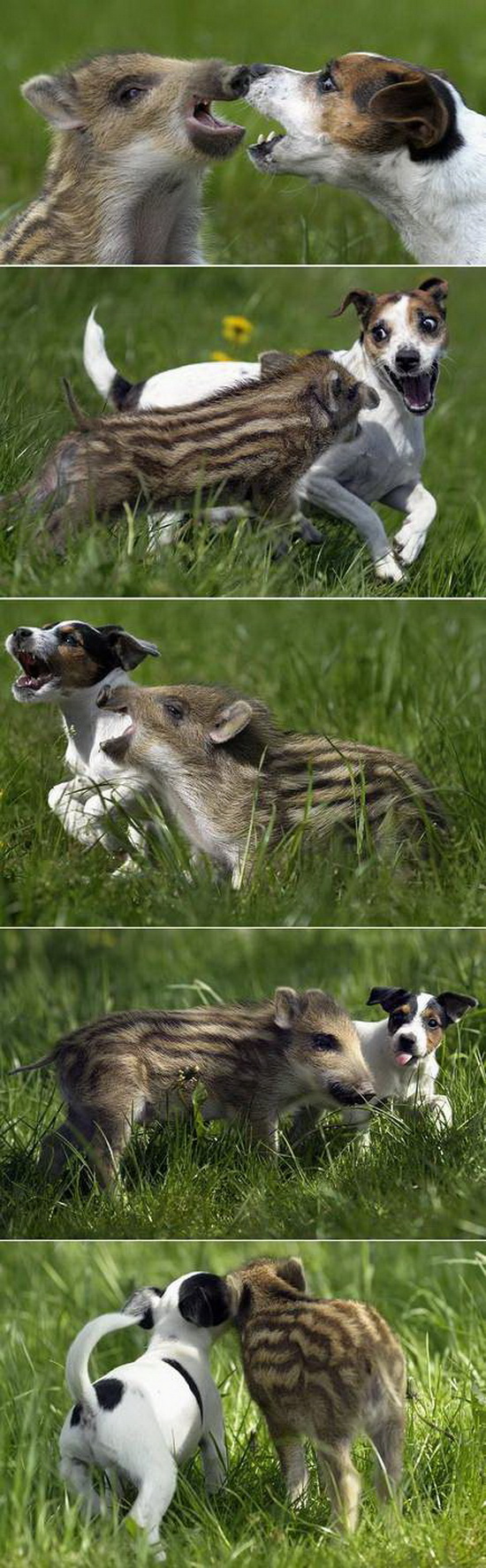 Jack Russell and baby boar are friends