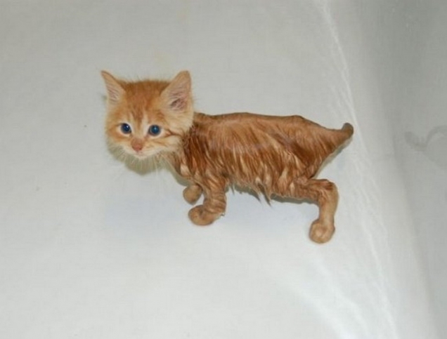 Kitten is soaked