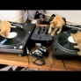Kittens on decks