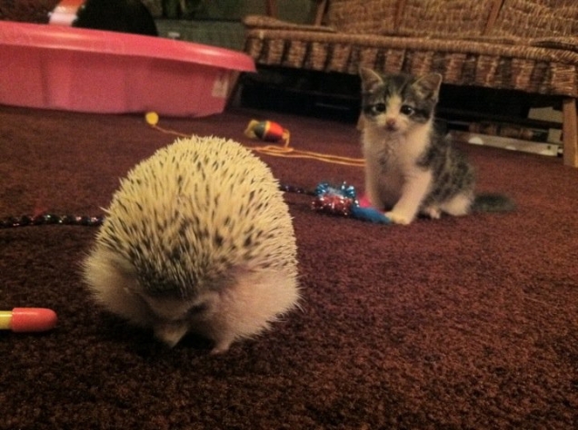 Kitten vs. hedgehog