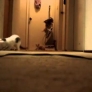 Kittens turn on vacuum cleaner