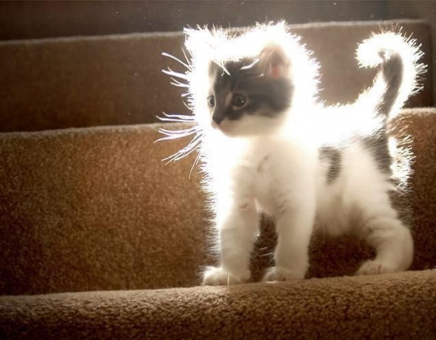 Light kitten
