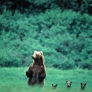 Mama bear and the babies