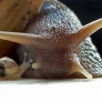 Mother snail vs. baby snail